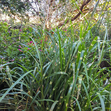 Miscanthus sinensis 'Zebrinus' (back Erythrina caffra, left Mirabilis jalapa)