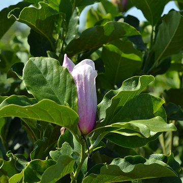 Current Featured Plants