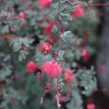 Red Fairyduster.