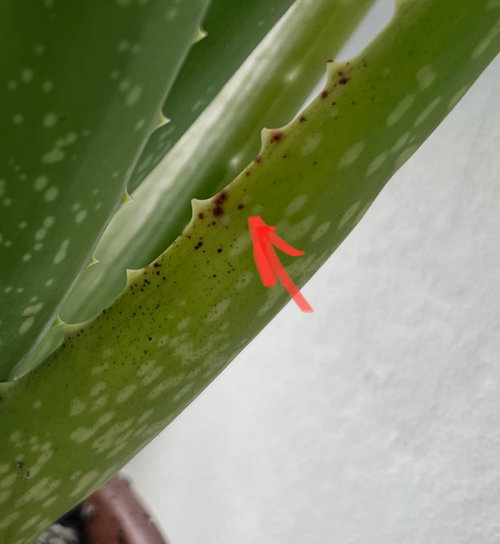 Aloe Vera dark spots