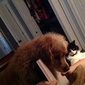 Marc Gallant's photo