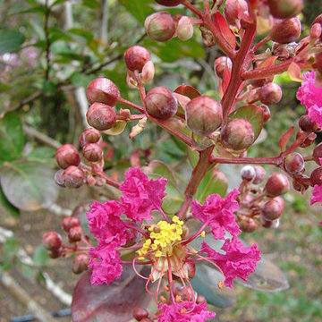Crape Myrtle Berries