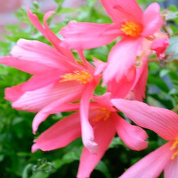 Garden Flowers - Bulbs And Seeds