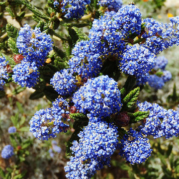 2017 Native Plant Garden Tour
