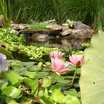 Water Features and Ponds