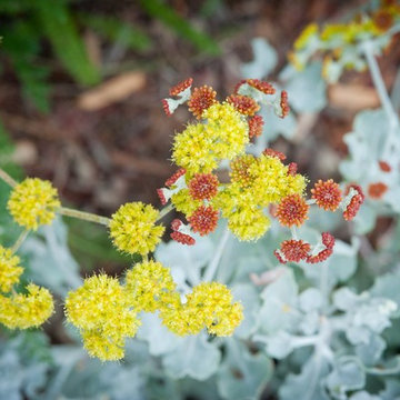 Sulphur Buckwheat