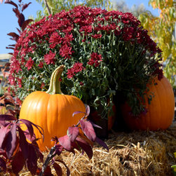 Harvest Festival - Products