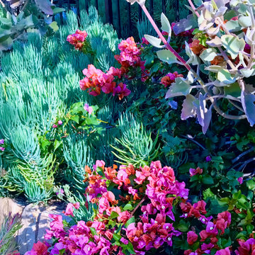 Lush Mediterranean Succulent Garden