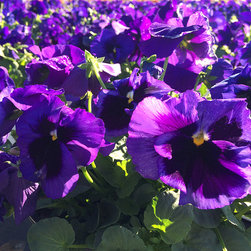 Current Featured Plants - Products