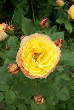 Show off your yellow roses--Part I