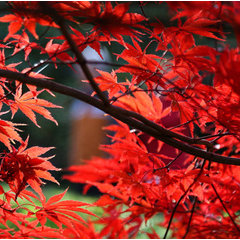 Red Roots