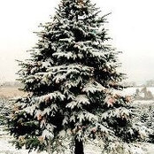 Julie Dolwick's photo