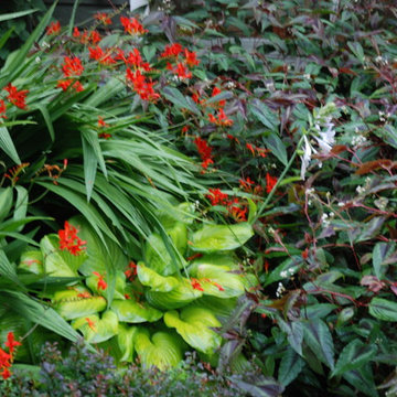 Golden frog pond