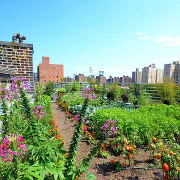 UMBRELLA HOUSE ROOFTOP GARDEN
