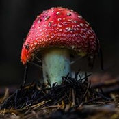 M.A. Sganawei's photo