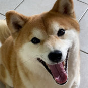 Mila shiba.movies billede