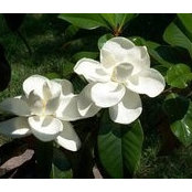 Lorraine Holt's photo