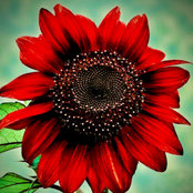 Kimberly Lewis's photo