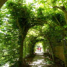 archways-trees