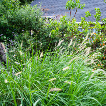 Grassy Meadow Oasis - Reduces Waste While Increasing Habitat