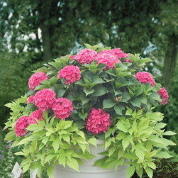 Cityline&reg; Paris Bigleaf Hydrangea - Plants