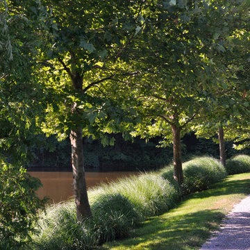 Sycamore allee with fountain grass