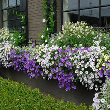 window boxes