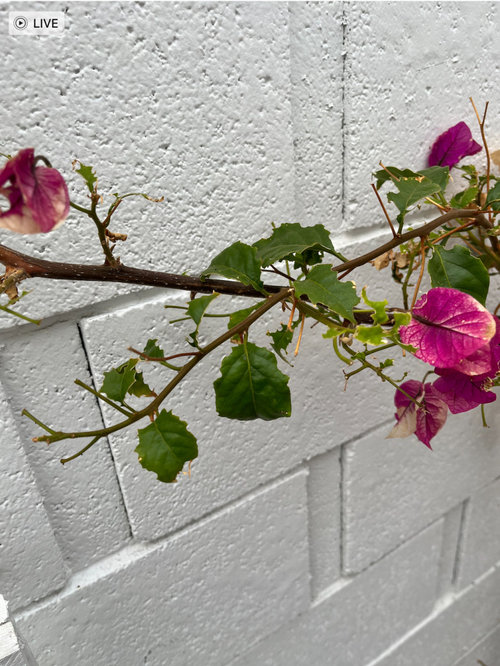 What is eating my bougainvillea?
