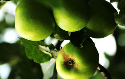 How to Add an Apple Tree to Your Edible Garden