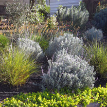 Front yard Xeroscape