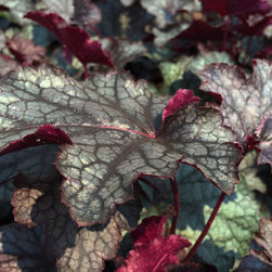Featured Plants - Products