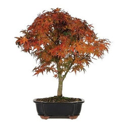 10 Year Japanese Maple Outdoor Bonsai Tree - Plants