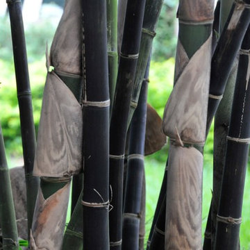 Bamboo Retreat