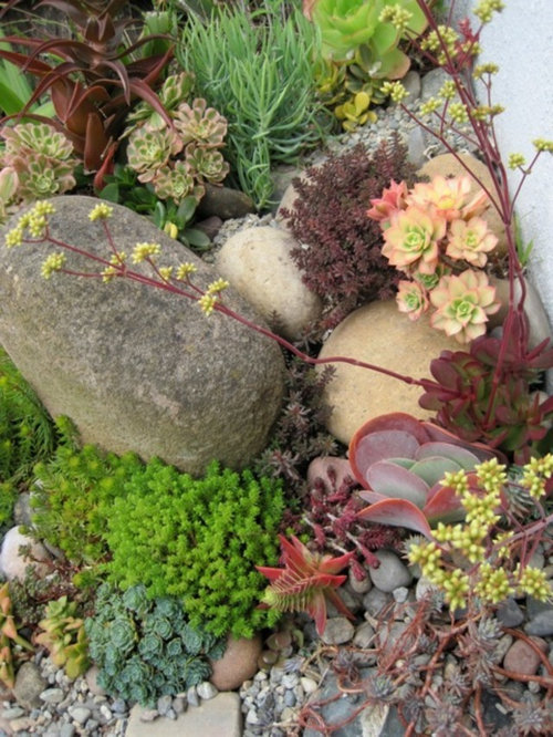 Some Photos Of My Succulent Rock Garden, Landscaping Ideas With Rocks And Succulents