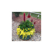 Patricia Coone's photo