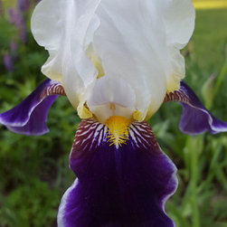 Iris - Products