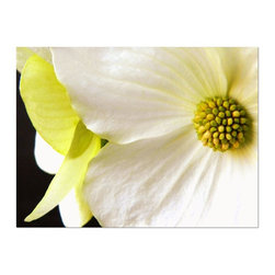 Wildflower - Fine Art Prints