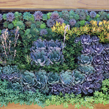 Succulent Waves
