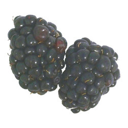 Blackberry Love - Photographs
