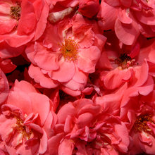 Container roses