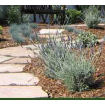 Informal paving ambles through Mediterranean plants