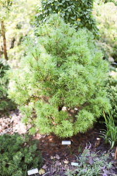 twisted needle conifers