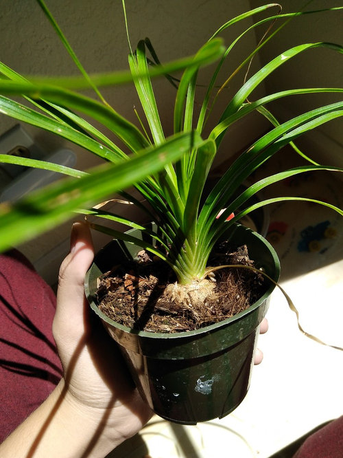 Bulb Succulent Identification