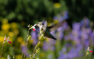 Attract Hummingbirds and Bees With These Beautiful Summer Flowers