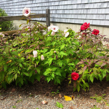 Successful transplant of Rose Mallow