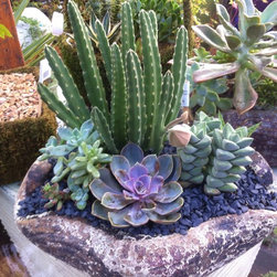 Succulent arrangements - Products