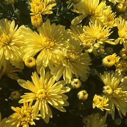 Current Featured Plants - Products