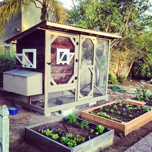 Chicken Coops