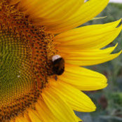 Gillian Mechan's photo