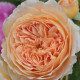 Gardens by Monit, llc Gardens by Monit, llc
